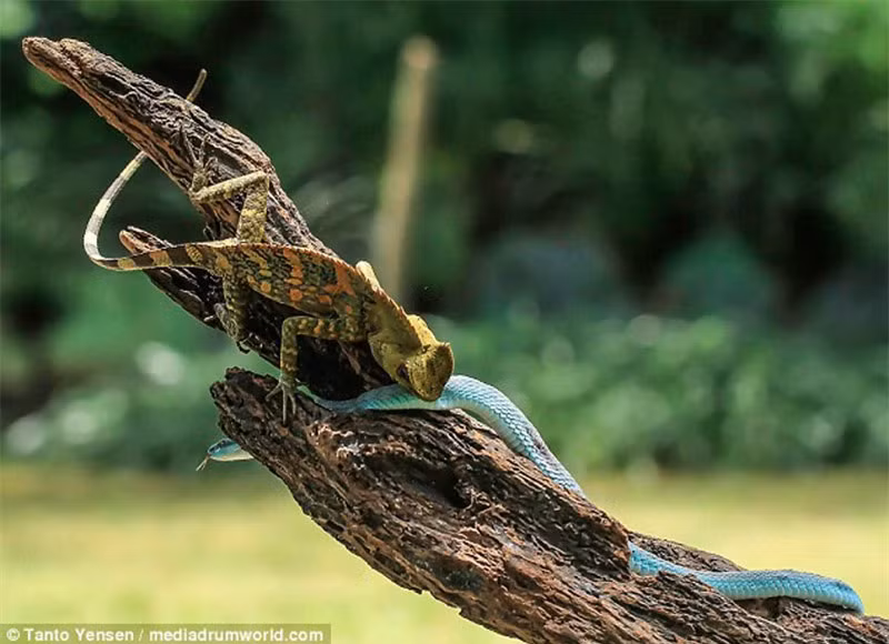 Sau một hồi chiến đấu, cuối cùng rắn lục phải rời đi với vết thương chi chít trên người do tắc kè hoa để lại. 