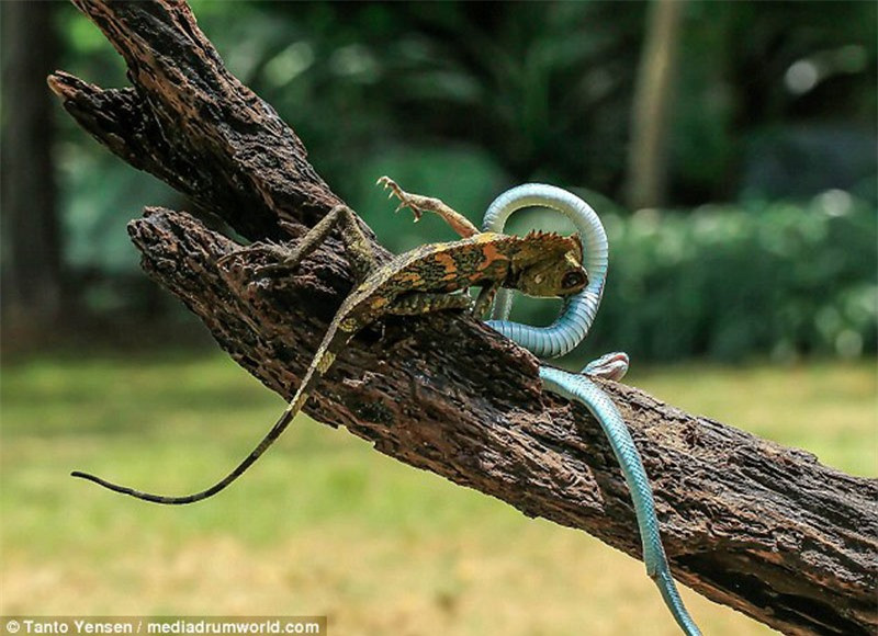 Nó dùng ham răng sắc nhọn của mình ghim vào da thịt rắn lục.