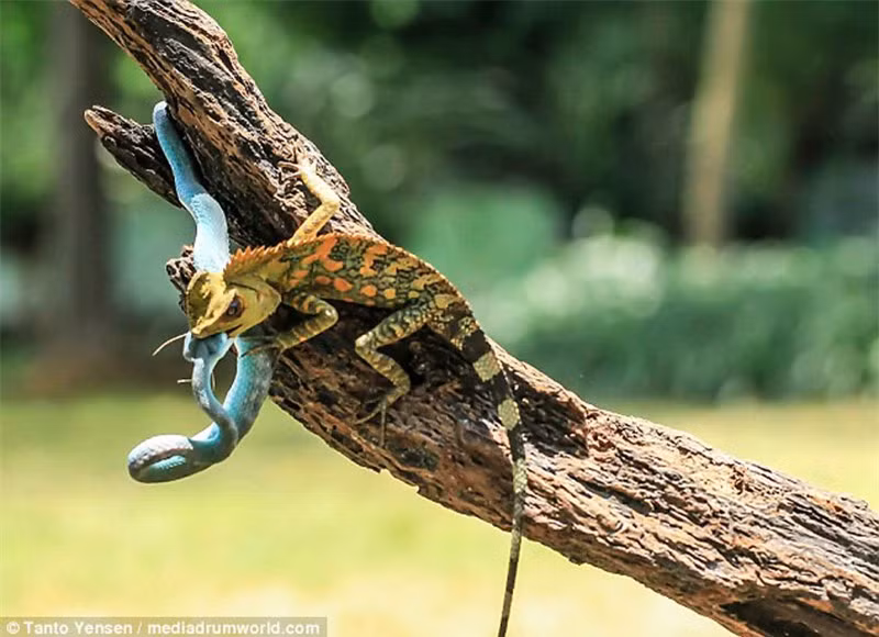 Tắc kè hoa cắn ngay vào đầu con rắn lục khiến đối phương nhăn mặt vì đau đớn.
