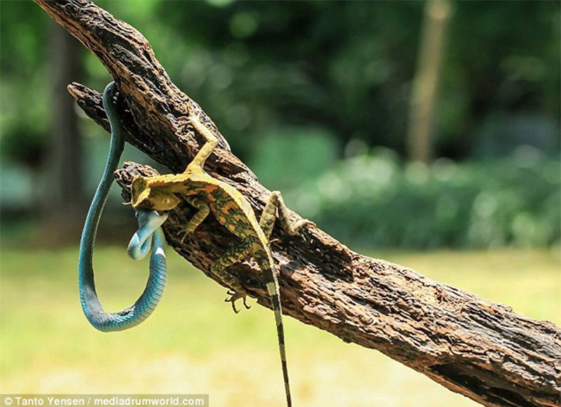 Cuộc chiến được đẩy lên cao trào khi không ai chịu thua ai.