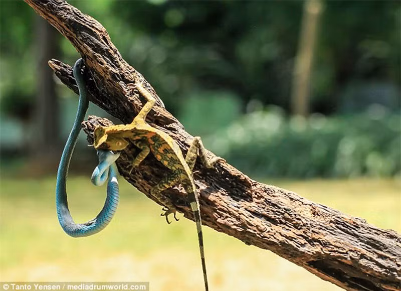 Cuộc chiến được đẩy lên cao trào khi không ai chịu thua ai.