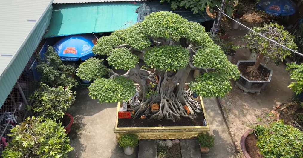 Bán xe mua cây cảnh ở chân núi, sau 12 năm chồng phát giá 60 tỷ - Hình 2 Ban xe mua cay canh o chan nui, sau 12 nam chong phat gia 60 ty-Hinh-2