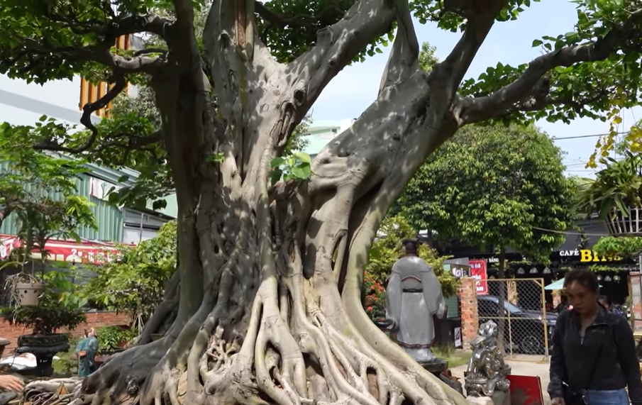 Bán xe mua cây cảnh ở chân núi, sau 12 năm chồng phát giá 60 tỷ - Hình 4 Ban xe mua cay canh o chan nui, sau 12 nam chong phat gia 60 ty-Hinh-4