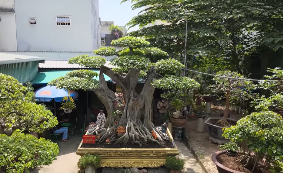 Bán xe mua cây cảnh ở chân núi, sau 12 năm chồng phát giá 60 tỷ Ban xe mua cay canh o chan nui, sau 12 nam chong phat gia 60 ty