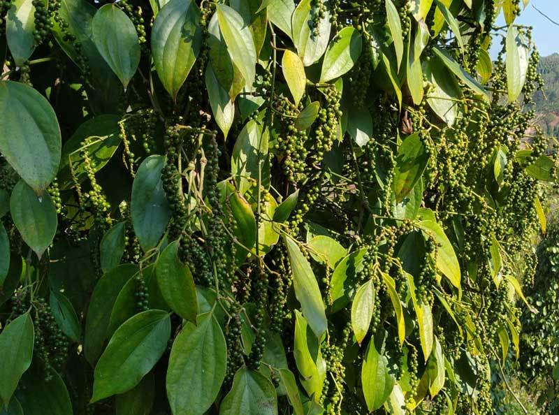 "Vàng đen" của Việt Nam lên cơn sốt, một tháng tăng giá gấp 4 lần ảnh 1