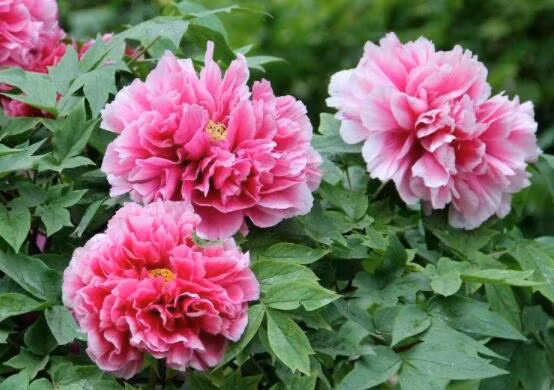 Tre sinh vao 5 ngay Am lich nay, hieu thao lai tai nang ngut troi