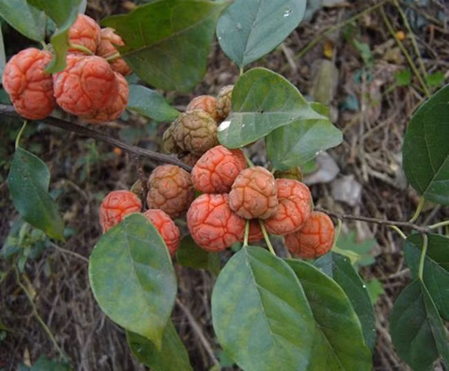 Loai qua nhin nhu bo nao, moc hoang ma gia gan 200 nghin/kg