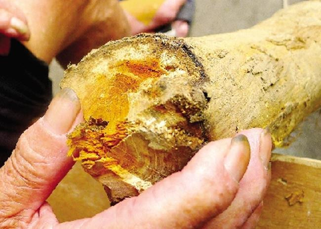 Loai qua nhin nhu bo nao, moc hoang ma gia gan 200 nghin/kg-Hinh-3