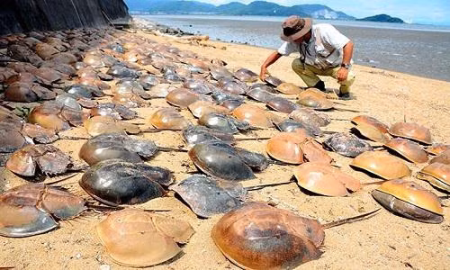 Loai hai san dat do o Viet Nam tien gan den tuyet chung-Hinh-4