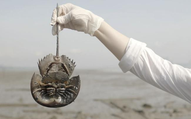 Loai hai san dat do o Viet Nam tien gan den tuyet chung-Hinh-5