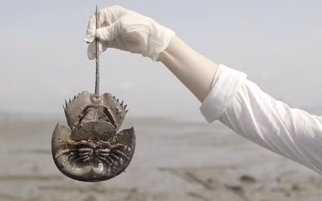 Loai hai san dat do o Viet Nam tien gan den tuyet chung-Hinh-5