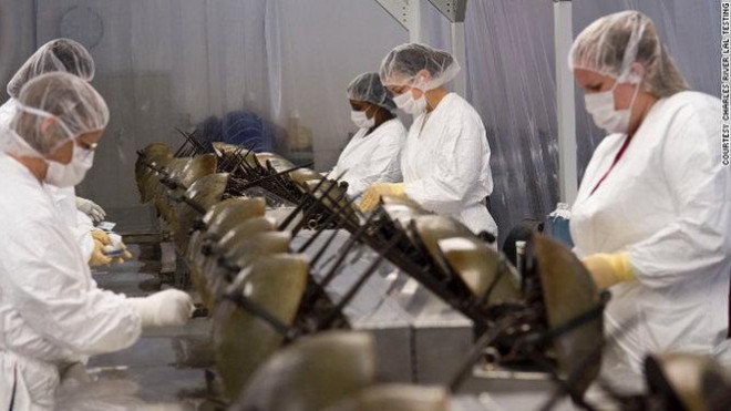 Loai hai san dat do o Viet Nam tien gan den tuyet chung-Hinh-3