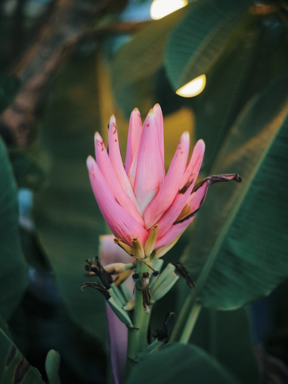 Ho sen trong can penthouse cua a khoi DH Kinh te Quoc dan-Hinh-5