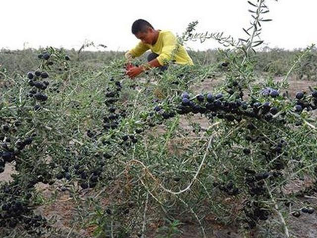 Ky tu hoa ra co ca loai mau den, muon mua cung kho-Hinh-4