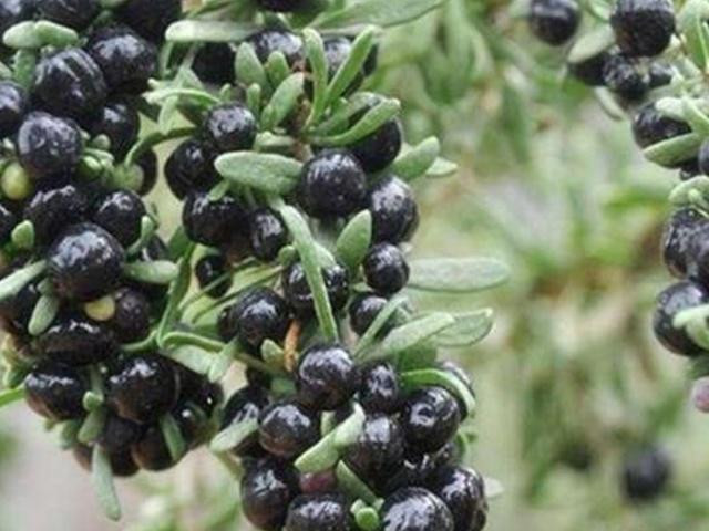 Ky tu hoa ra co ca loai mau den, muon mua cung kho-Hinh-2