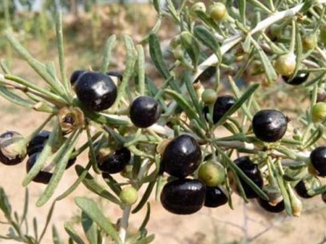 Ky tu hoa ra co ca loai mau den, muon mua cung kho