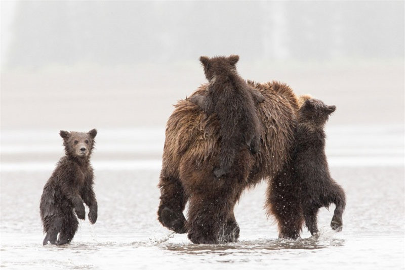 Đàn gấu con nghịch ngợm leo lên lưng mẹ chúng. Tuy nhiên, có 1 chú gấu con nhìn nhiếp ảnh gia với ánh mắt sợ hãi, đề phòng.