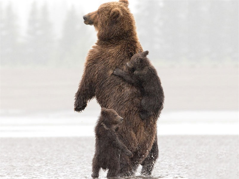 ấu mẹ còn đàn con tiếp tục nô đùa. 