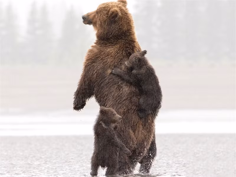 Gấu mẹ còn đàn con tiếp tục nô đùa. 