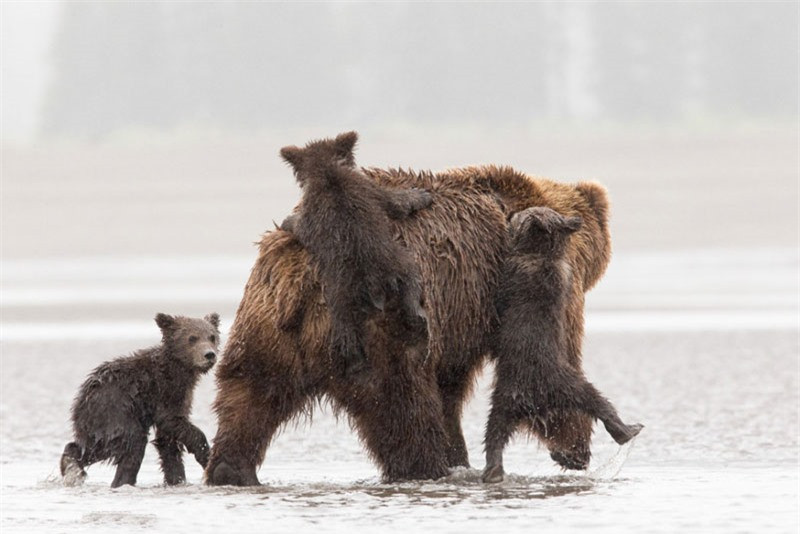 Mặc cho anh em chúng đùa nghịch đu lên người mẹ, chú gấu nâu con còn lại vẫn nhìn nhiếp ảnh gia đề phòng. Có vẻ như nó đang trông chừng cho mẹ nó và anh em của nó chơi đùa.