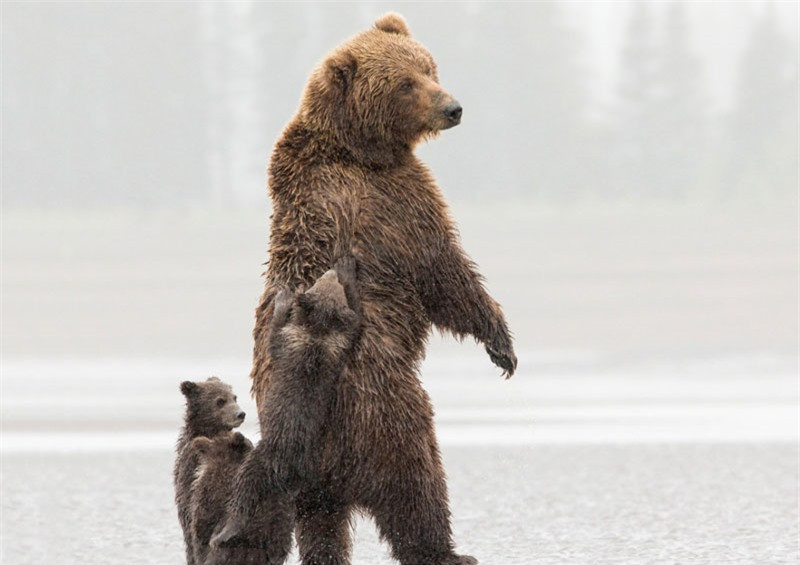 Gấu nâu mẹ mặc kệ cho đàn con "hành hạ" mình. Đây có lẽ là khoảnh khắc bình yên nhất của mẹ con nhà gấu nâu.