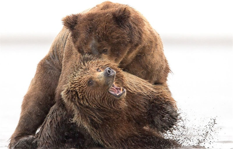 Gấu mẹ đùa nghịch khiến đàn con thích thú.