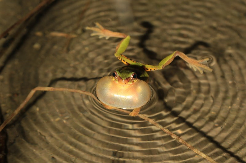 Ech tien hoa nho hanh tinh khien khung long tuyet chung