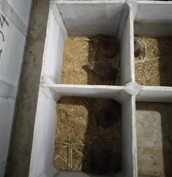 Nuoi con vat nhan ha ban nua trieu dong/kg-Hinh-4