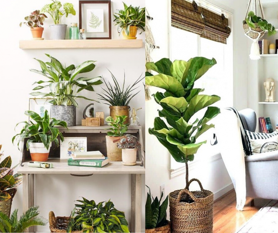 Choi cay phong thuy can nho 5 vi tri nay dam bao tien troi vao tui