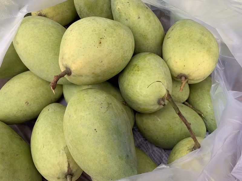 Xoai cat Hoa Loc rot gia the tham