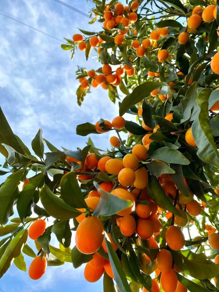 Người phụ nữ Việt gom hàng trăm loài hoa vào nhà vườn 600m2 trên đất Mỹ ảnh 24