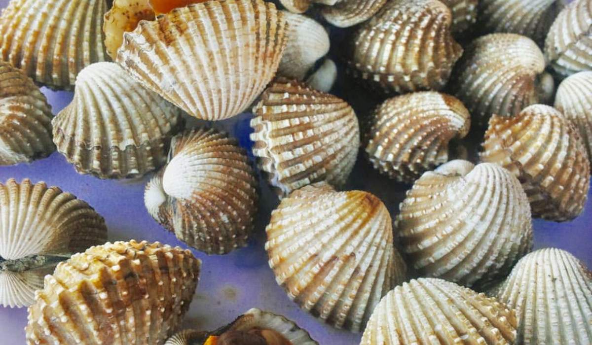 Một nơi ở Việt Nam sò huyết được nâng tầm thành đặc sản Mot noi o Viet Nam so huyet duoc nang tam thanh dac san