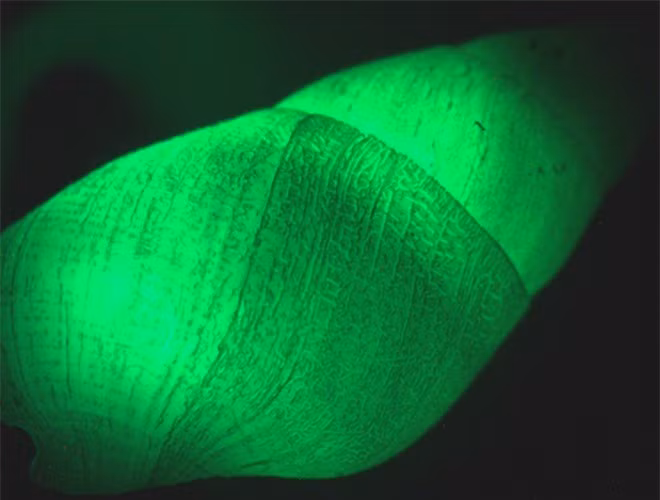  Không giống như loài ốc sên trên cạn tiết ra chất nhầy phát quang, ốc Clusterwink phát quang sinh học dựa trên một phản ứng hóa học bên trong cơ thể chúng. Khi có sinh vật nào chạm vào, chúng sẽ phát ra một ánh sáng nhấp nháy màu xanh lá cây 