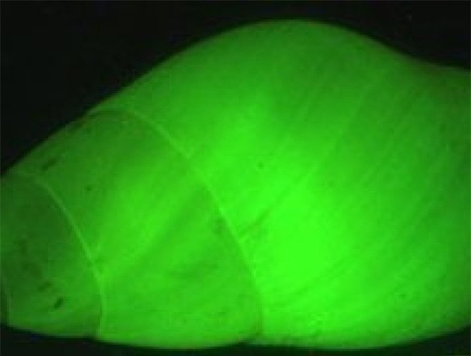 ##sc### Đến nay, khả năng phát sáng của ốc sên Clusterwink vẫn còn là một bí ẩn với các nhà khoa học. Họ giả định rằng đây có thể là công cụ giúp chúng báo động, liên lạc với đồng loại hay gây sợ hãi cho kẻ thù 