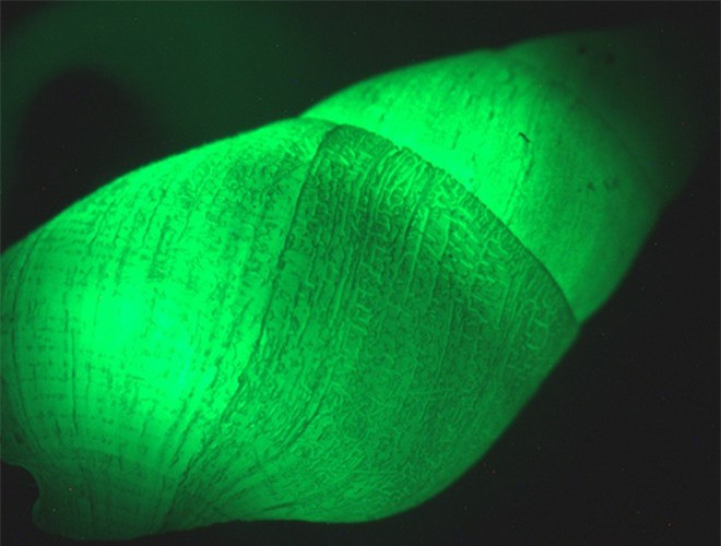 ##sc### Không giống như loài ốc sên trên cạn tiết ra chất nhầy phát quang, ốc Clusterwink phát quang sinh học dựa trên một phản ứng hóa học bên trong cơ thể chúng. Khi có sinh vật nào chạm vào, chúng sẽ phát ra một ánh sáng nhấp nháy màu xanh lá cây 