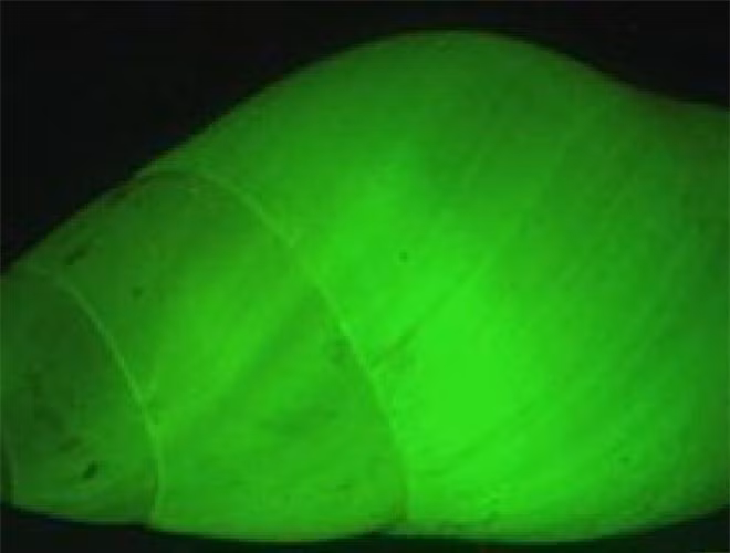  Đến nay, khả năng phát sáng của ốc sên Clusterwink vẫn còn là một bí ẩn với các nhà khoa học. Họ giả định rằng đây có thể là công cụ giúp chúng báo động, liên lạc với đồng loại hay gây sợ hãi cho kẻ thù 