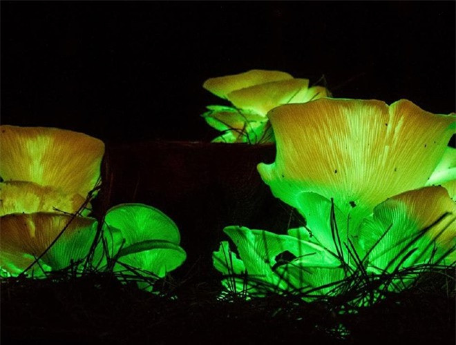 ##sc### Trong các khu rừng ở một số nước châu Á, trong đó có Việt Nam, người ta vẫn hay bắt gặp những cây nấm phát sáng rực rỡ. Loài nấm này có tên khoa học là Omphalotus nidiformis nhưng thường được mọi người gọi là "nấm ma" 