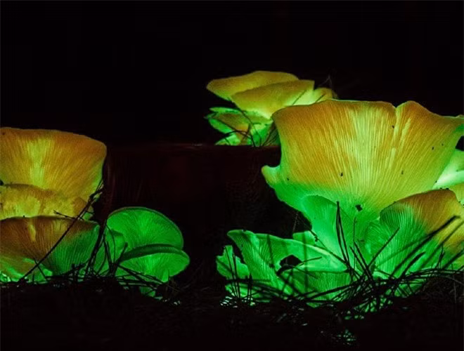  Trong các khu rừng ở một số nước châu Á, trong đó có Việt Nam, người ta vẫn hay bắt gặp những cây nấm phát sáng rực rỡ. Loài nấm này có tên khoa học là Omphalotus nidiformis nhưng thường được mọi người gọi là "nấm ma" 