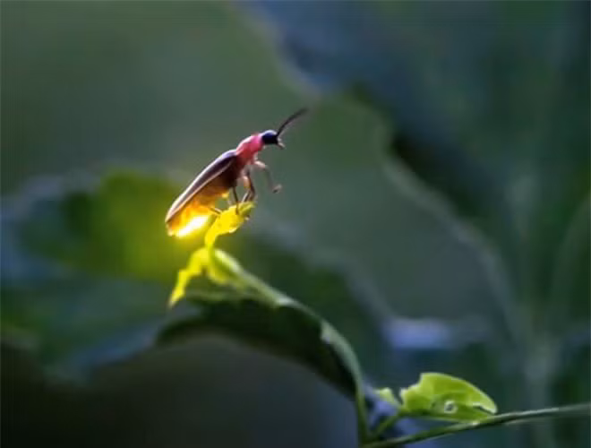  Ánh sáng của đom đóm được phát ra từ một vài đốt cuối bụng. Ban ngày, các đốt này chỉ có màu trắng xám, về đêm mới phát ra ánh sáng huyền ảo qua lớp da trong suốt, có các tế bào phản quang có chức năng phản chiếu ánh sáng ra ngoài 