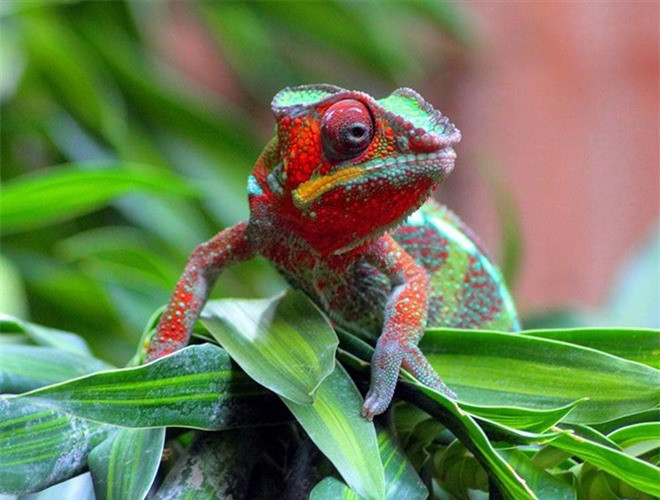 ##sc### Tắc kèo hoa là một loài sinh vật nổi tiếng, được nhiều người biết đến vì chúng có khả năng đổi màu liên tục theo mùa và thời tiết 