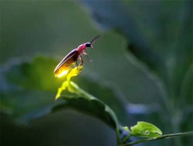 ##sc### Ánh sáng của đom đóm được phát ra từ một vài đốt cuối bụng. Ban ngày, các đốt này chỉ có màu trắng xám, về đêm mới phát ra ánh sáng huyền ảo qua lớp da trong suốt, có các tế bào phản quang có chức năng phản chiếu ánh sáng ra ngoài 