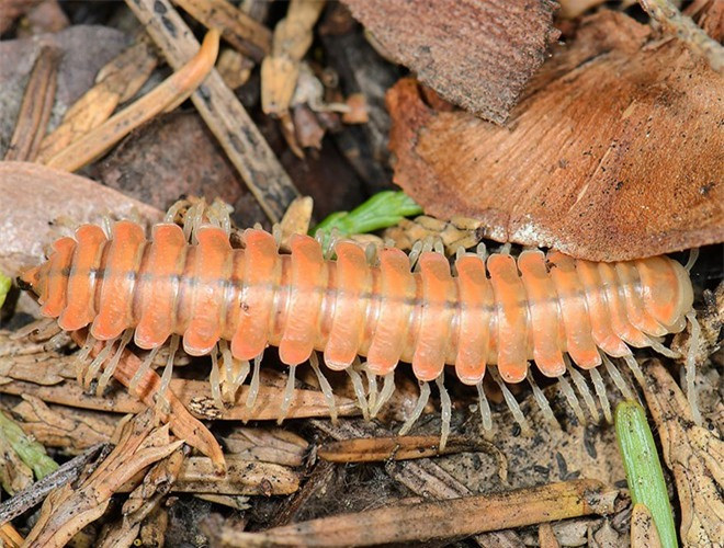 ##sc### Ngoài tác dụng giải tỏa stress, ánh sáng màu xanh do cuốn chiếu Motyxia sequoiae phát ra còn có tác dụng cảnh báo những kẻ săn mồi rằng chúng có thể phun ra chất độc xyanua 