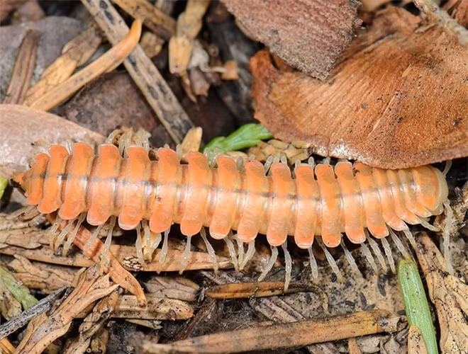  Ngoài tác dụng giải tỏa stress, ánh sáng màu xanh do cuốn chiếu Motyxia sequoiae phát ra còn có tác dụng cảnh báo những kẻ săn mồi rằng chúng có thể phun ra chất độc xyanua 