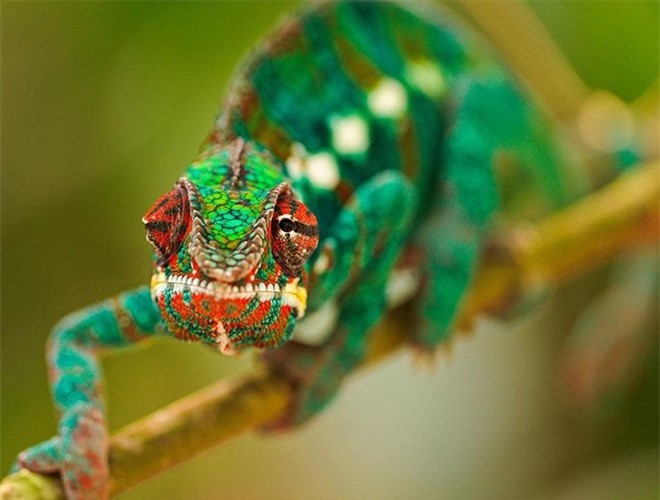 ##sc### Tuy nhiên, rất ít người biết đươc rằng, dưới ánh sáng tia cực tím, xương của nhiều loài tắc kè hoa còn có khả năng phát ra ánh sáng huỳnh quang 