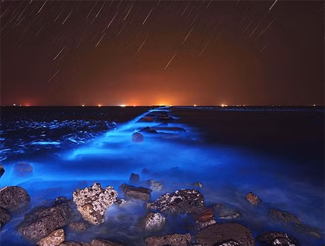  Sinh vật phù du xuất hiện ở hầu hết các bãi biển trên thế giới, đặc biệt là ở đảo Maldives. Chúng phát ra ánh sáng màu xanh dương, và có xu hướng phát sáng mạnh hơn khi có sự tác động của những cơn sóng 