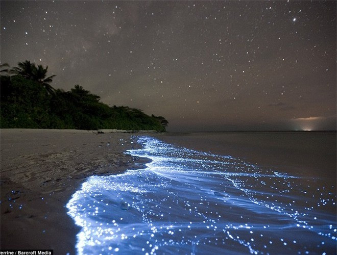 ##sc### Ánh sáng phát quang này có vai trò giống như một tín hiệu xua đuổi kẻ thù bằng màu sắc, một lời cảnh báo ngầm cho kẻ thù. Mặt khác, nó còn làm sao nhãng kẻ thù, khiến cho kẻ thù mất tập trung, sinh vật phù du nhân cơ hội đó để thoát thân 