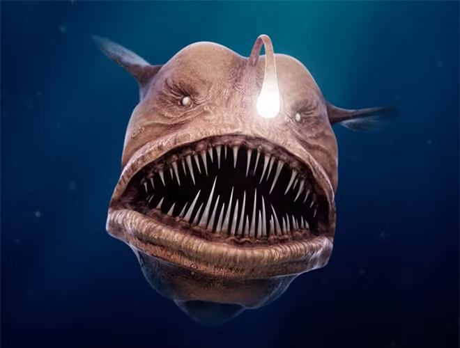  Trong quá trình săn mồi, phần vây này sẽ phát sáng, khiến cho những loài cá xung quanh bị thu hút. Sau đó, việc của chúng chỉ là mở chiếc miệng có kích thước lớn và ngoạm toàn bộ con mồi vào bụng 