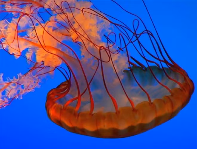  Loài sứa Atolla sống ở lớp sâu dưới lòng đại dương. Chúng có 22 xúc tu, trong đó một xúc tu lớn hơn những xúc tu khác và dùng để bắt mồi, loài sứa này được mệnh danh là "chiếc đèn di động" của biển cả 