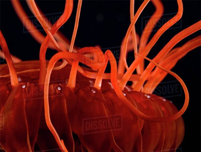 ##sc### Không giống như nhiều loài sứa khác, sứa biển Atolla khi bị tấn công sẽ ngay lập tức phát sáng rực rỡ. Ánh sáng mà nó phát ra có thể chiếu sáng xa tới 91,44m 