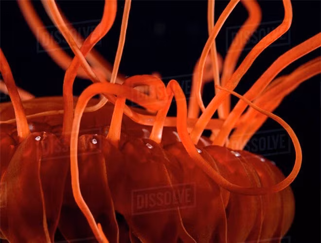  Không giống như nhiều loài sứa khác, sứa biển Atolla khi bị tấn công sẽ ngay lập tức phát sáng rực rỡ. Ánh sáng mà nó phát ra có thể chiếu sáng xa tới 91,44m 